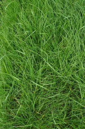 Ryegrass Payday Tetra /lb