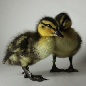 Duckling Rouen Straight Run