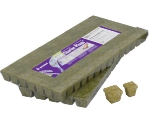 SEED STR A-OK PLUGS 1.5 Cube