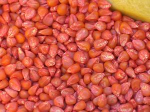 Field Corn 90 Day Roundup-Ready