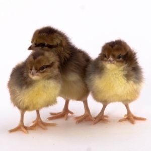 Speckled Sussex Pullet