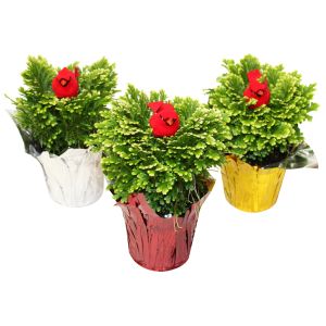 Winter Fern 4" w/ Cardinal Pick