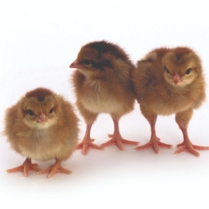 Welsummer Pullet