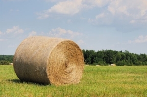 Hay Mix Wet Soil 50lb