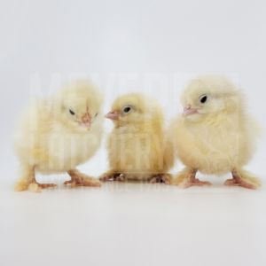 Live Partidge Cochin Pullet