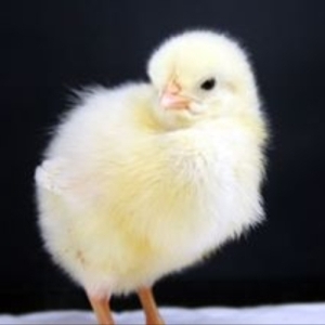 White Leghorn Pullet