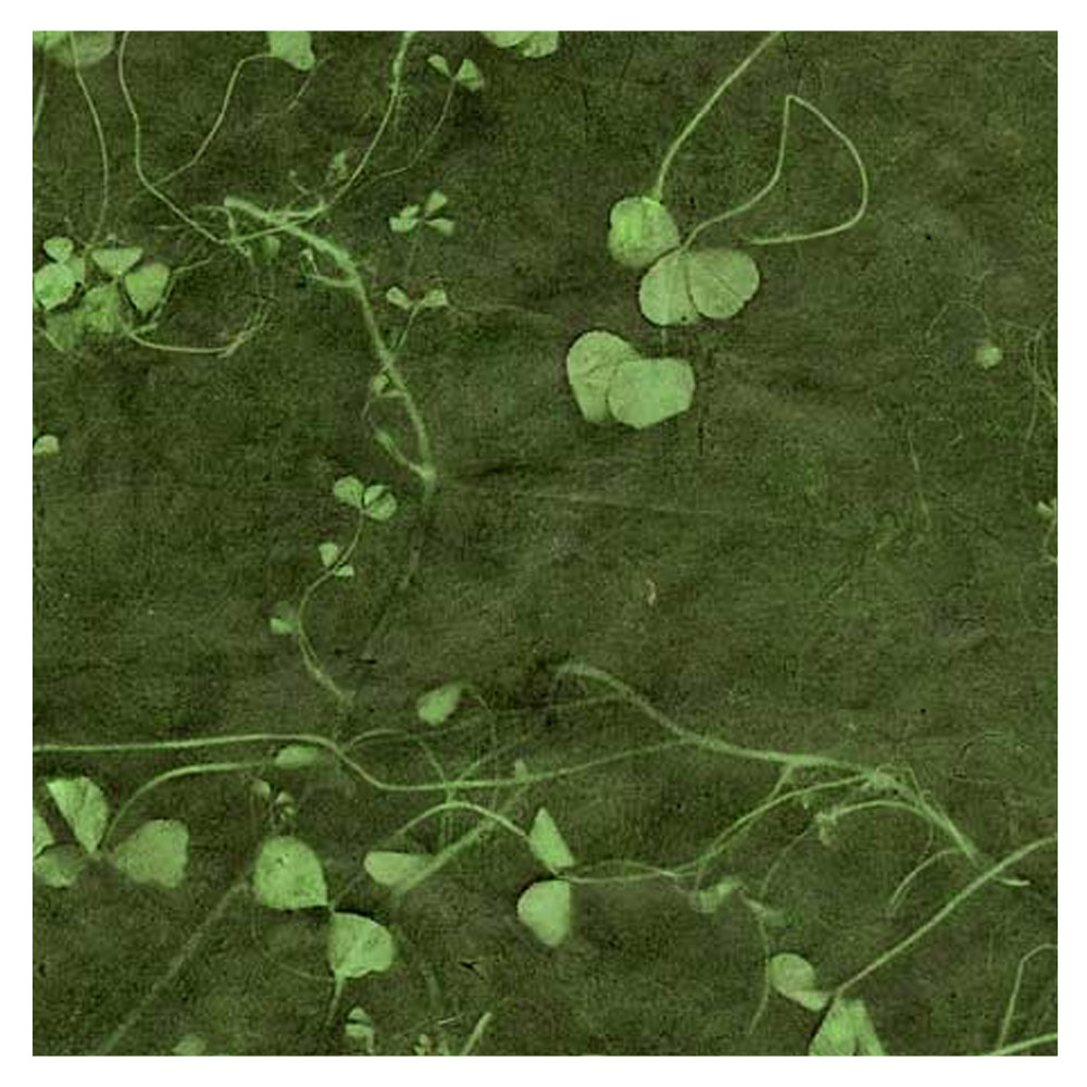 Black Ink Sun Washed Clover Lokta Paper 20"x30" Forest/Palm Green