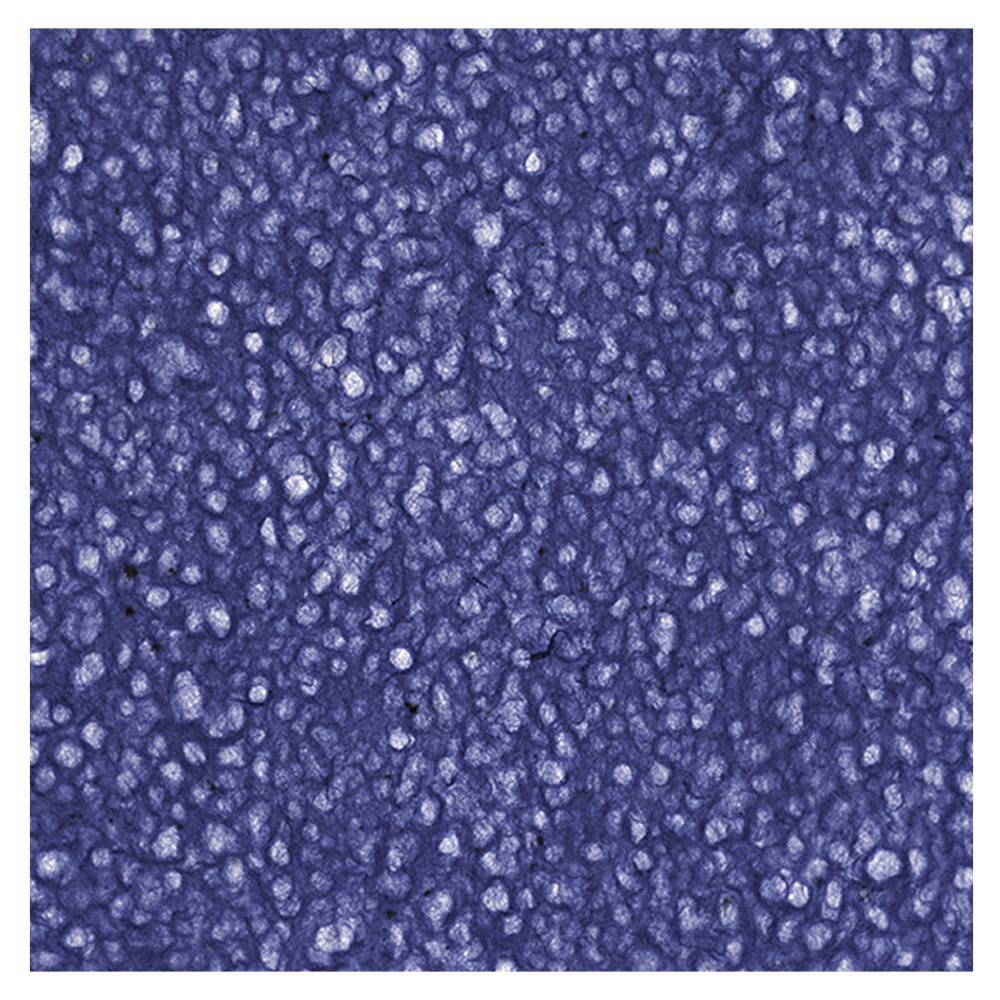 Black Ink Lace Mulberry Paper 25"x37" Royal Blue