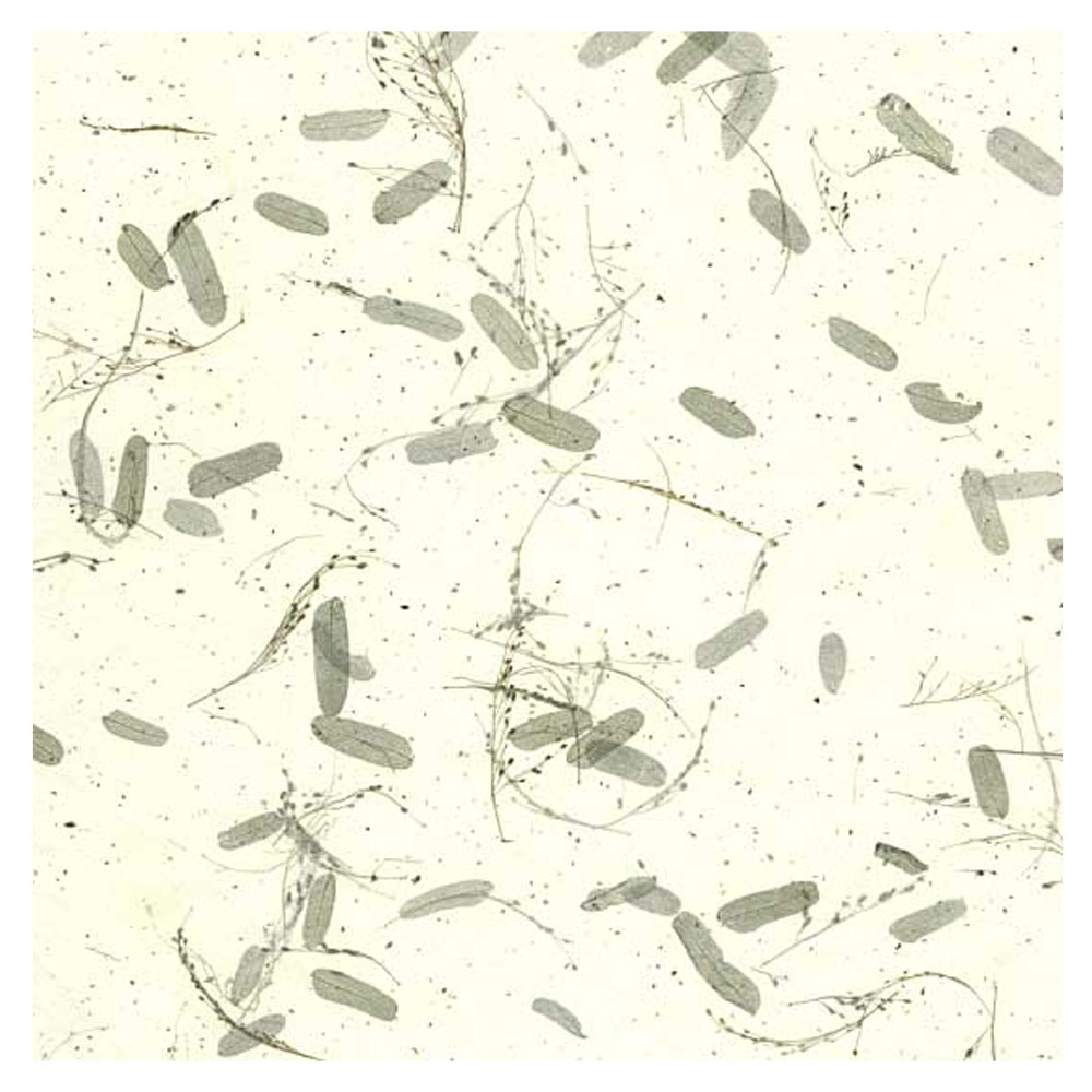 Black Ink Tamarind Leaves Mulberry Paper 25"x37" White/Green