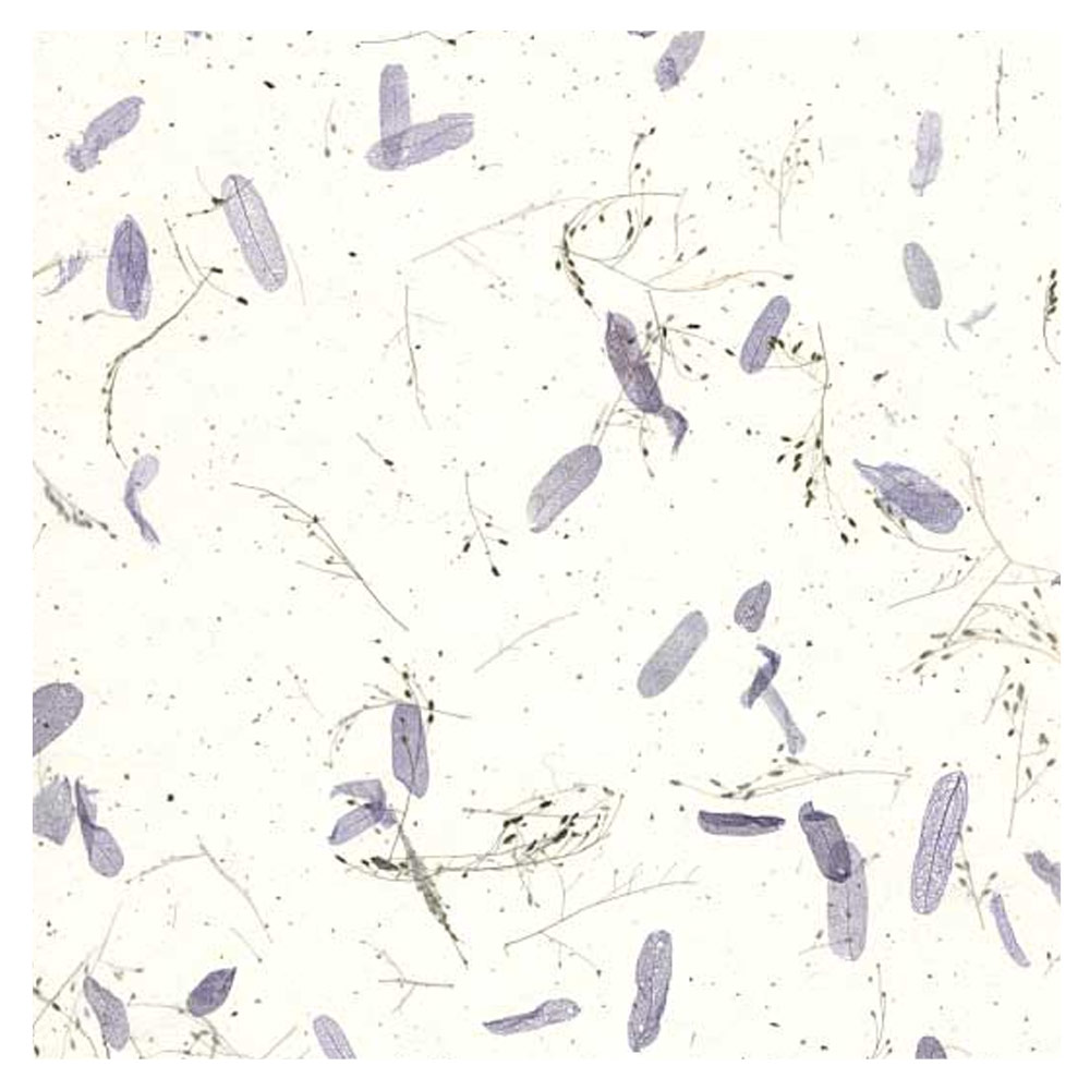 Black Ink Tamarind Leaves Mulberry Paper 25"x37" White/Blue