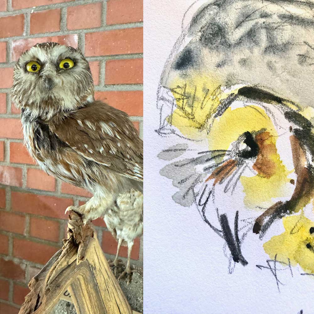Drawing from Life at the Shipley Nature Center with Anne Kupillas 4/25