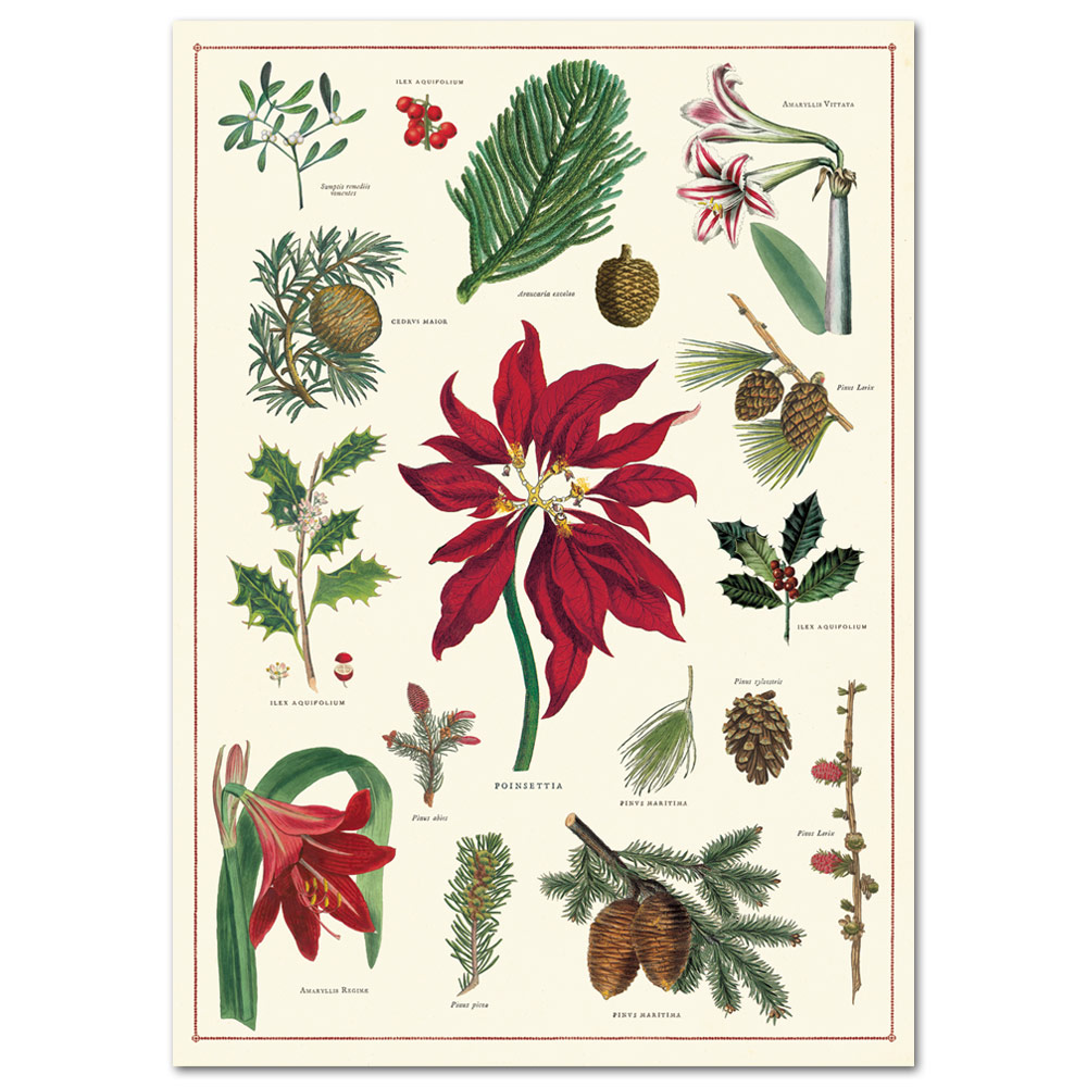 Cavallini Vintage Poster Paper 20"x28" Christmas Botanical