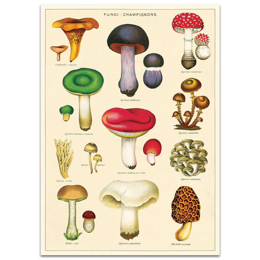 Cavallini Vintage Poster 20"x28" Fungi