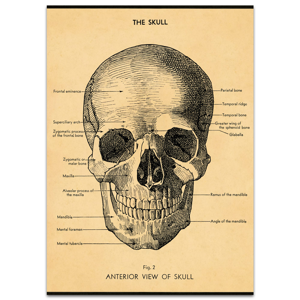 Cavallini Vintage Poster Paper 20"x28" The Skull