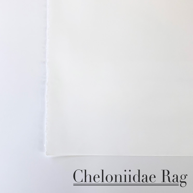 Cheloniidae Rag Paper 22x30 Sheet