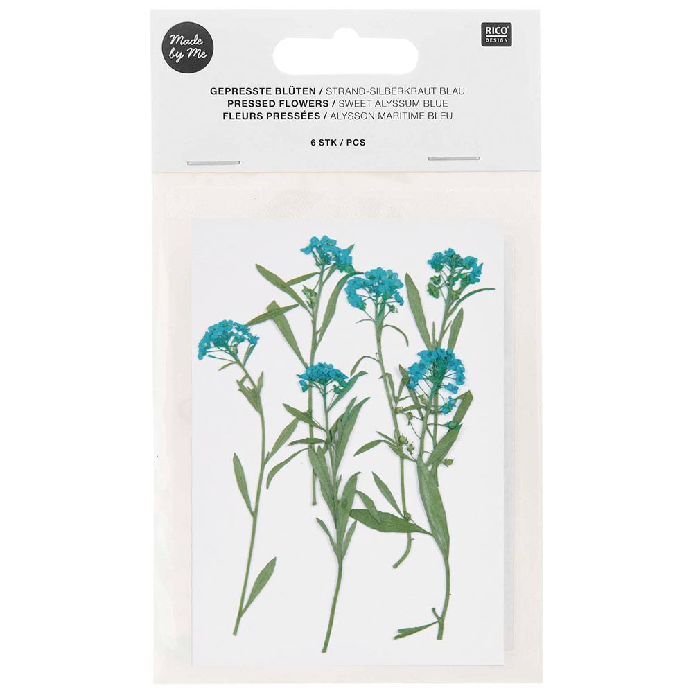 Rico Design Pressed Flower 6 Set Sweet Alyssum Blue