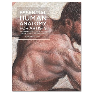 Essential Human Anatomy for Artists