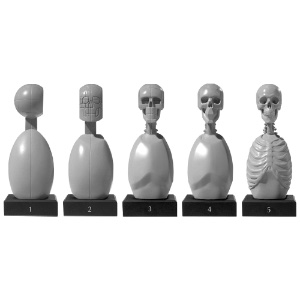 ARTIST SKELETON STUDY BUST