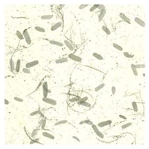 Black Ink Tamarind Leaves Mulberry Paper 25"x37" White/Green