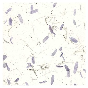 Black Ink Tamarind Leaves Mulberry Paper 25"x37" White/Blue