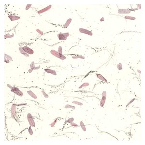 Black Ink Tamarind Leaves Mulberry Paper 25"x37" White/Plum