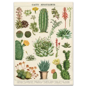 Cavallini Vintage Poster 20" x 28" Cacti Succulents