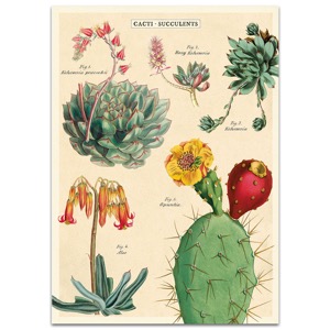 Cavallini Vintage Poster 20"x28" Cacti Succulents