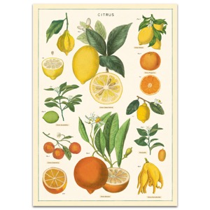 Cavallini Vintage Poster 20"x28" Citrus