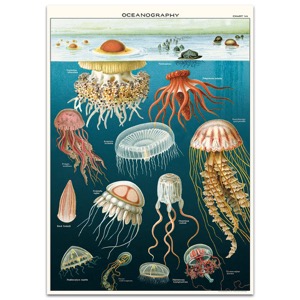Cavallini Vintage Poster 20"x28" Oceanography