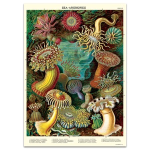 Cavallini Vintage Poster 20"x28" Sea Anemones