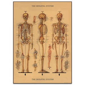 Cavallini Vintage Poster 20"x28" The Skeletal System