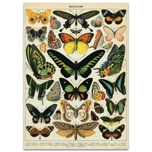 Cavallini Vintage Poster 20"x28" Papillons (Butterfly)