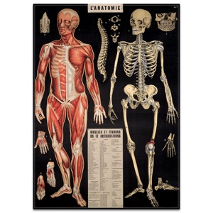 Cavallini Vintage Poster 20"x28" L'Anatomie