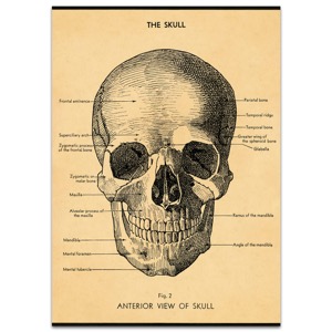 Cavallini Vintage Poster 20"x28" The Skull