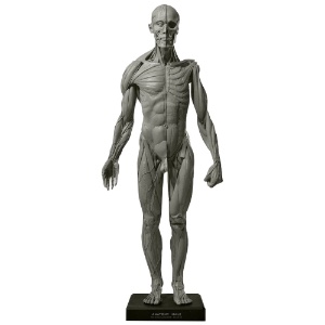 CAWRSE ANATOMY MODEL MALE v2 PRO