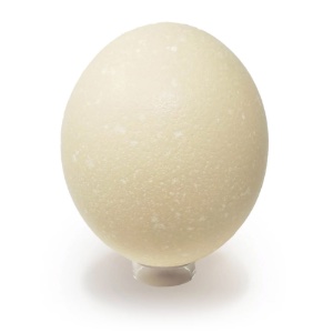 Real Ostrich Egg Extra Large