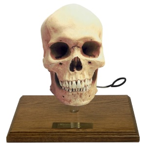 Human Skull Antique Replica with Stand Man
