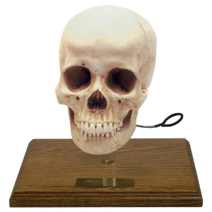 Human Skull Antique Replica with Stand Woman