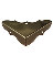 5/8X1-3/4" POLISHED BRASS CORNER