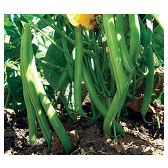 Blue Lake Bush Beans - Bulk