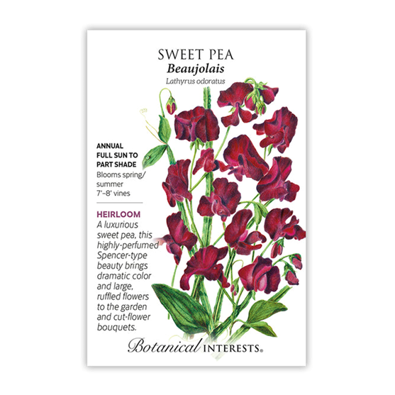 Botanical Interests Sweet Pea Beaujolais