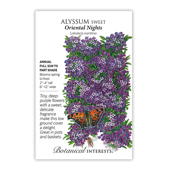 Botanical Interests Alyssum Sweet Oriental Night