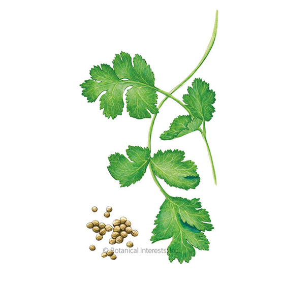 Botanical Interests Cilantro/Coriander Organic