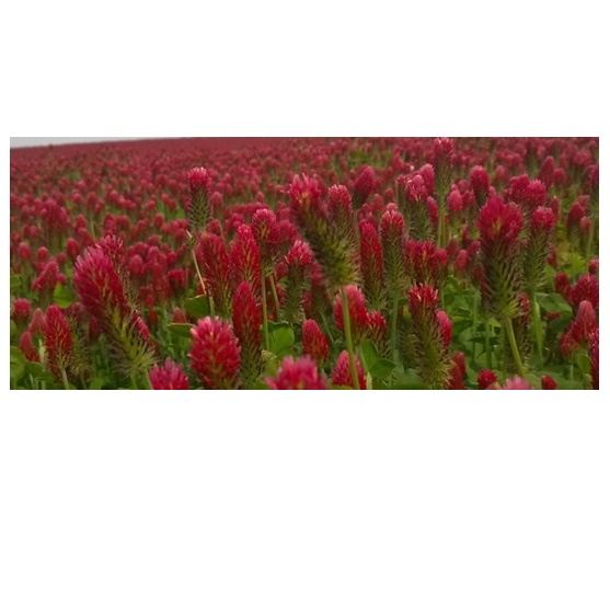 Crimson Clover 50 lb