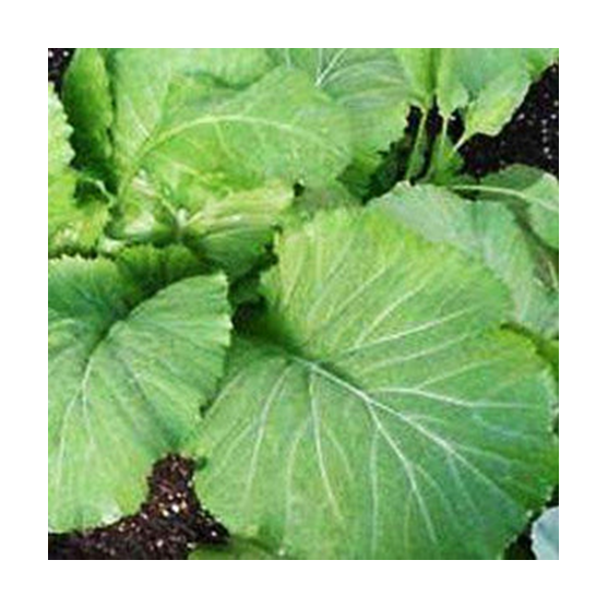 Mustard Broadleaf Cover Crop Seed 50 lb or Per Pound