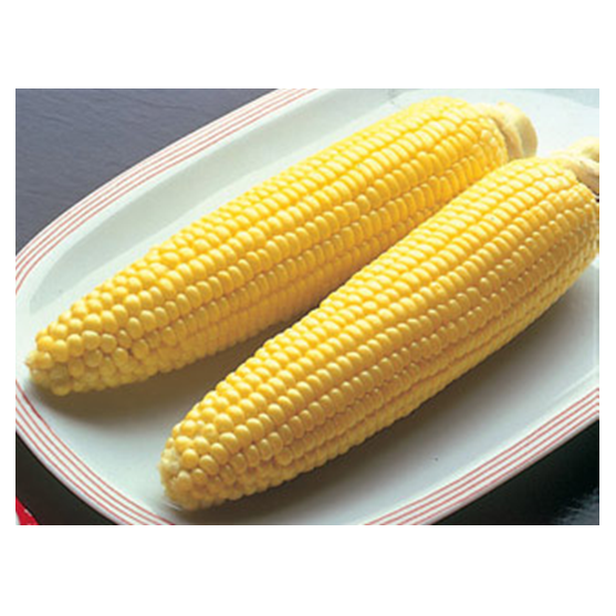 Bodacious Yellow Corn Seed/lb