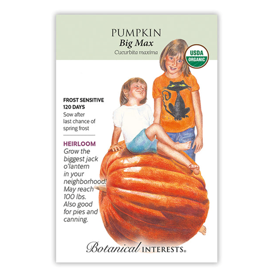 Botanical Interests Pumpkin Big Max Organic