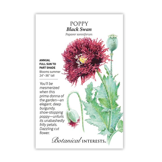 Botanical Interests Poppy Black Swan