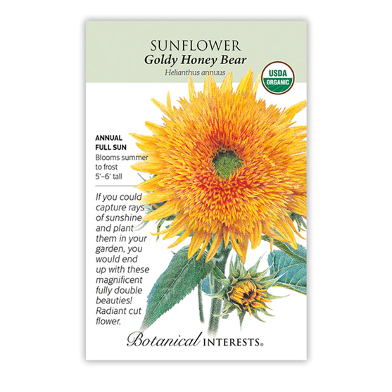 Botanical Interests Goldy Honey Bear Sunflower