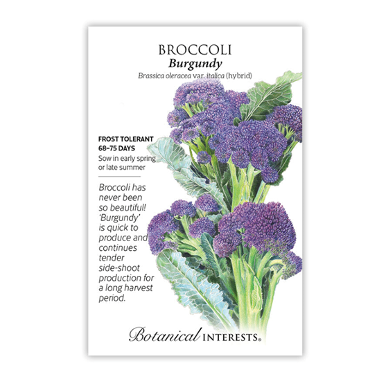 Botanical Interests Broccoli Burgundy